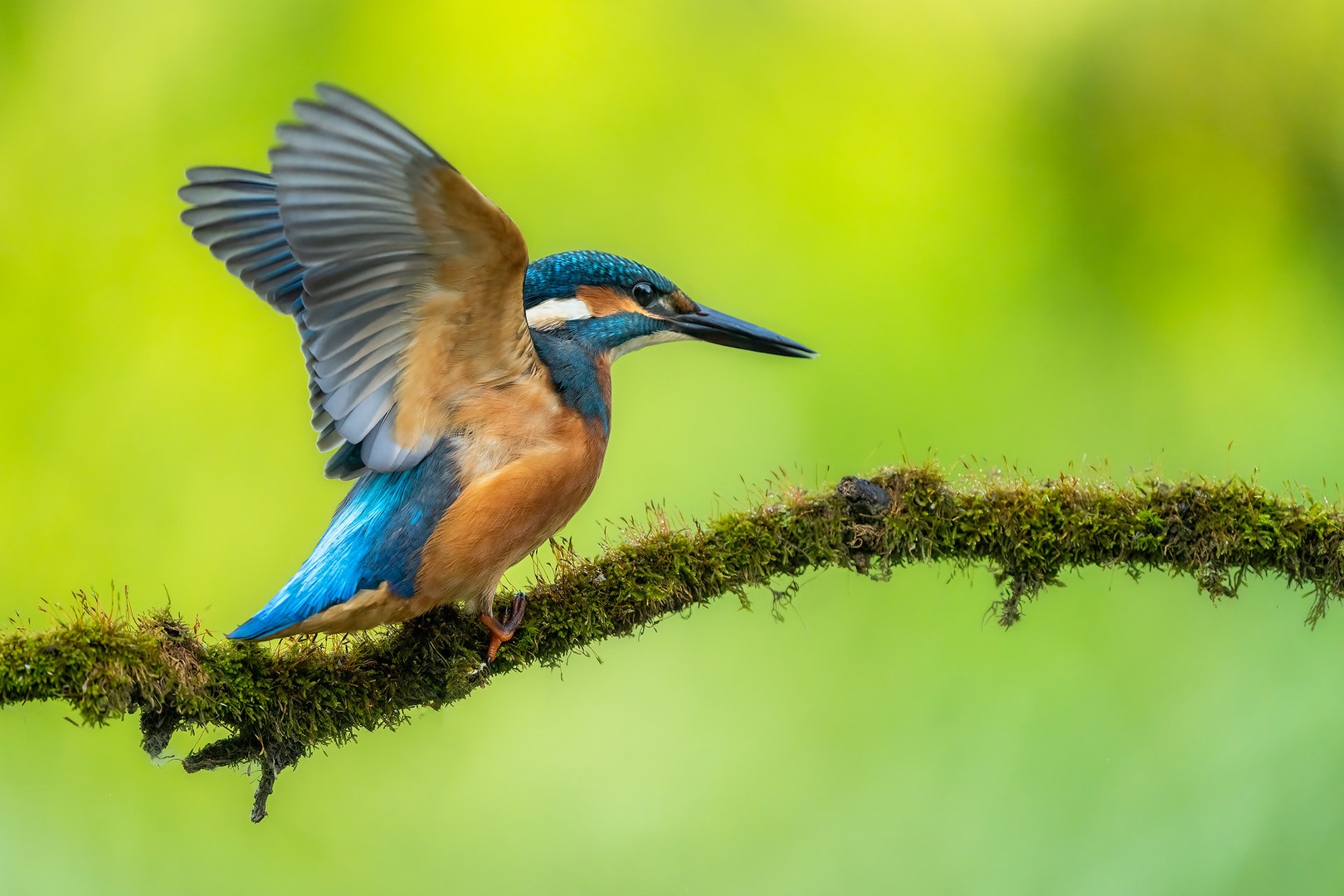 Vodomec (Alcedo atthis) by Danijel Turnšek