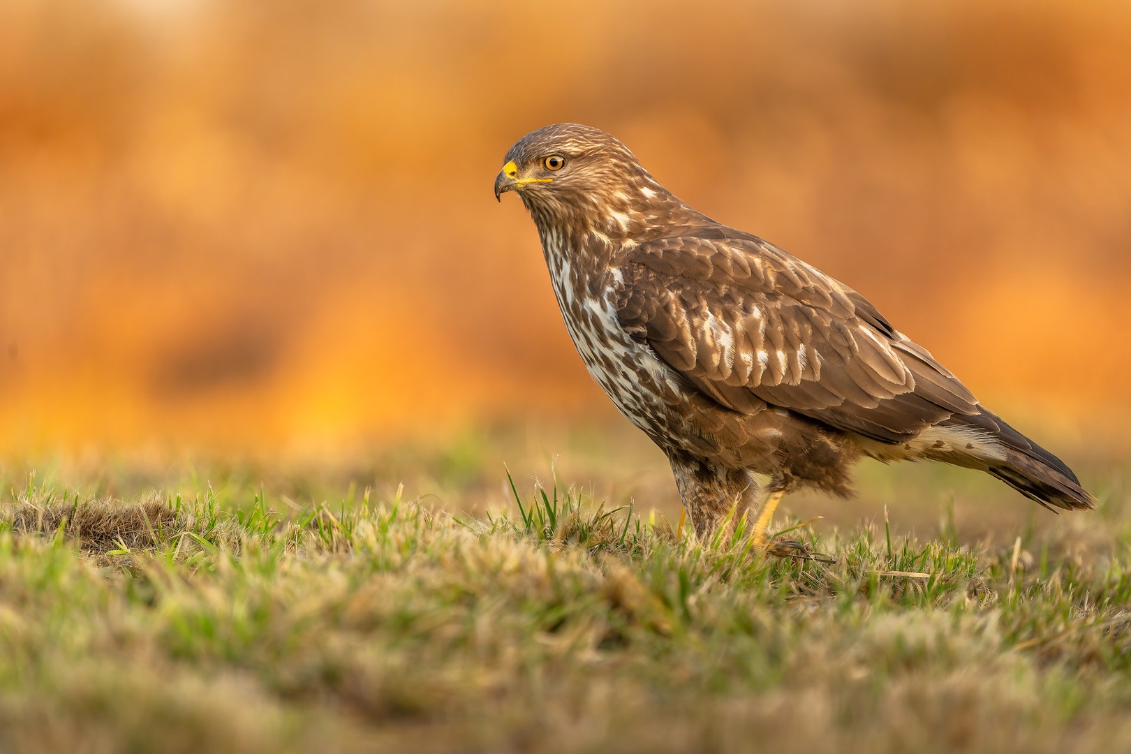 Kanja (Buteo buteo) by Danijel Turnšek