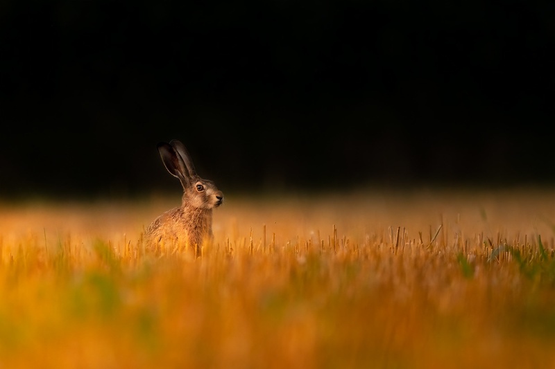 Poljski zajec (Lepus eurpaeus) by Danijel Turnšek