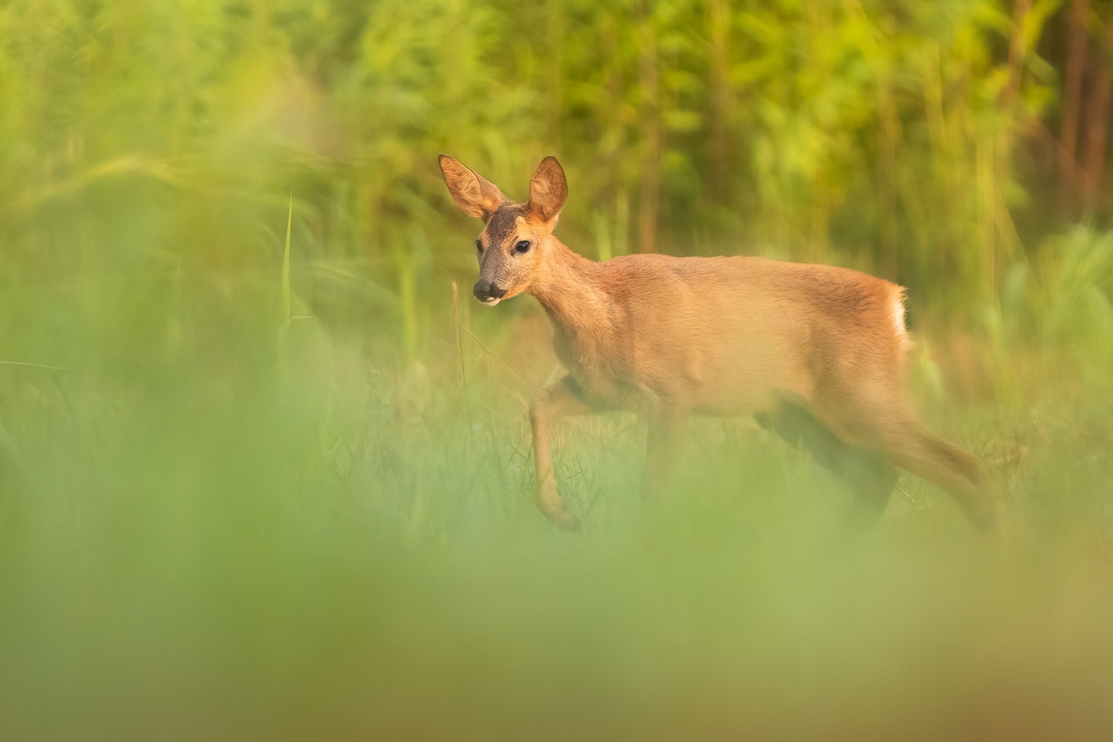 Srna (Capreolus capreolus) by Danijel Turnšek