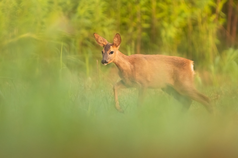 Srna (Capreolus capreolus) by Danijel Turnšek
