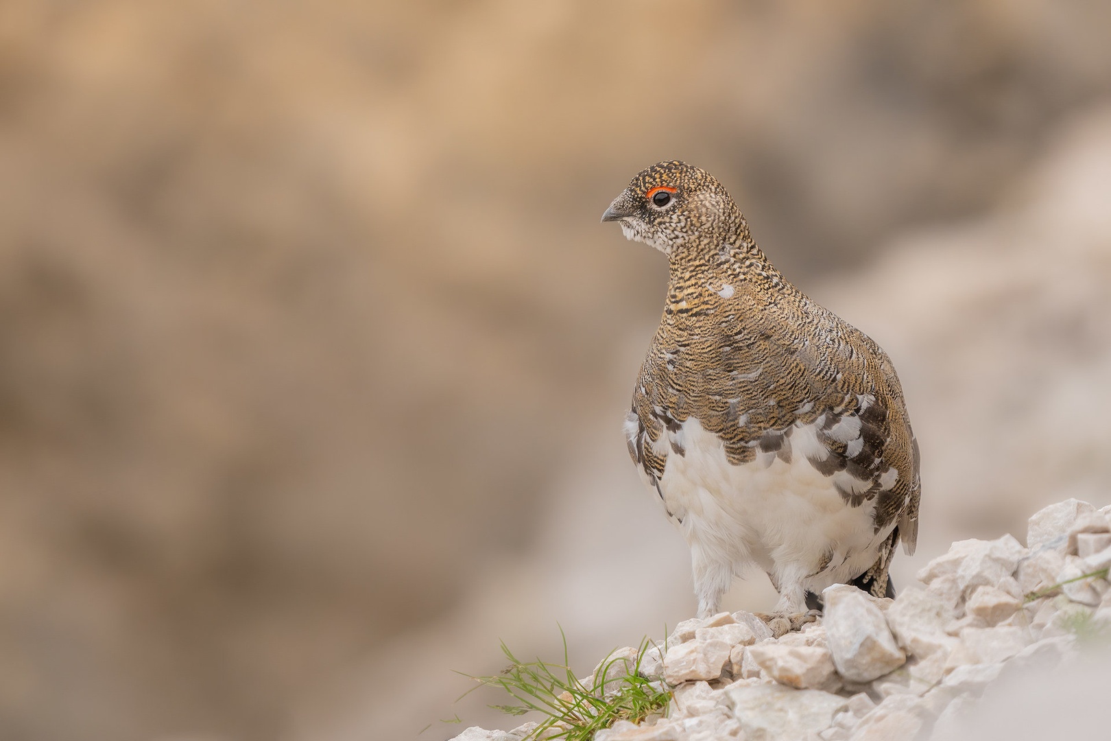 Belka (Lagopus muta ) by Danijel Turnšek