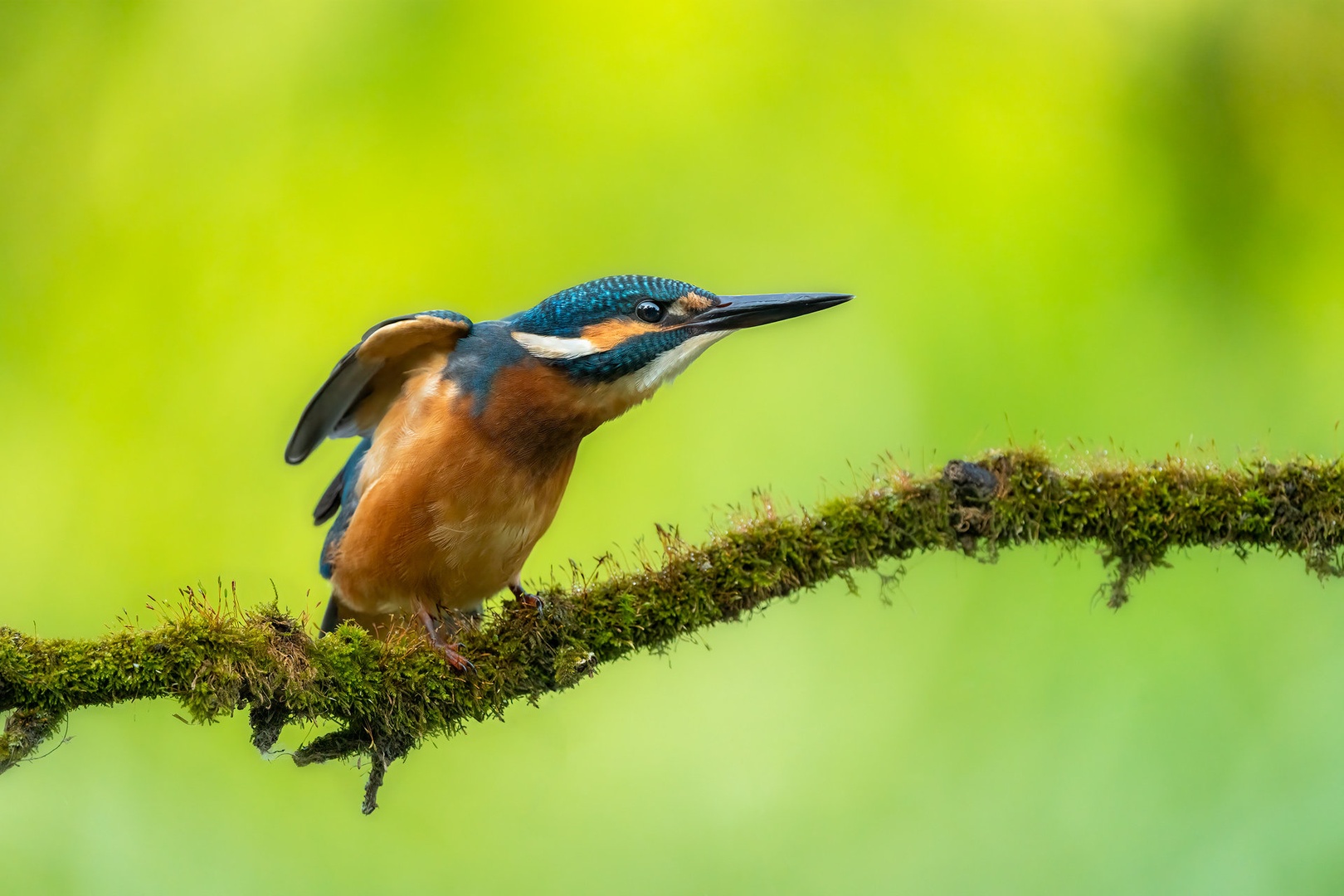 Vodomec (Alcedo atthis) by Danijel Turnšek