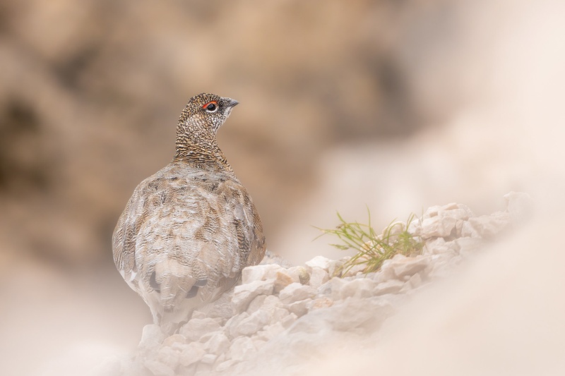 Belka (Lagopus muta) by Danijel Turnšek