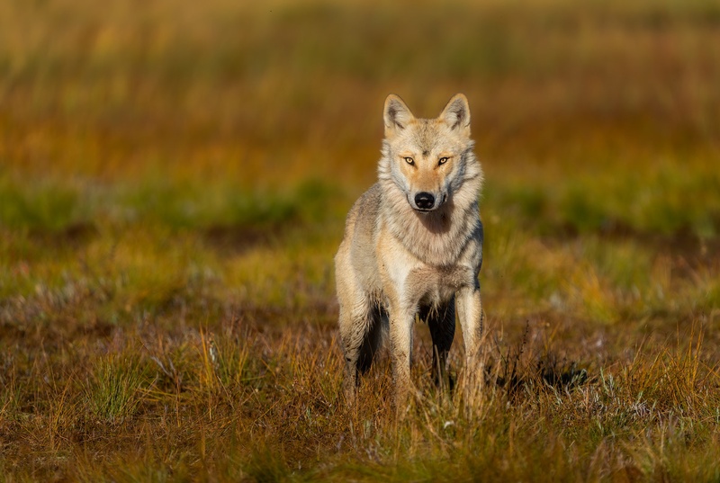Sivi volk (Canis lupus) by Danijel Turnšek