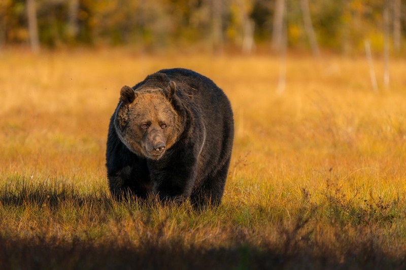 Rjavi medved (Ursus arctos) by Danijel Turnšek