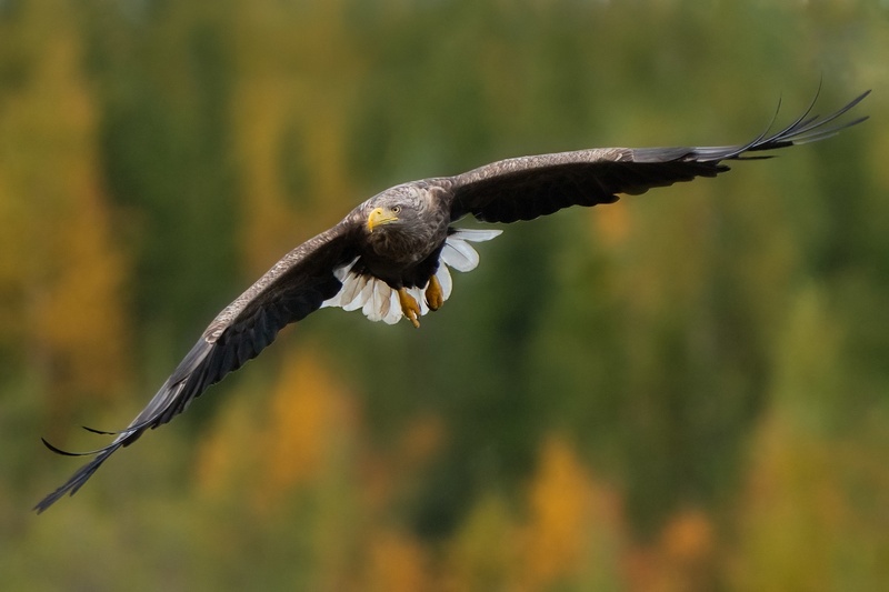 Belorepec (Haliaeetus albicilla) by Danijel Turnšek