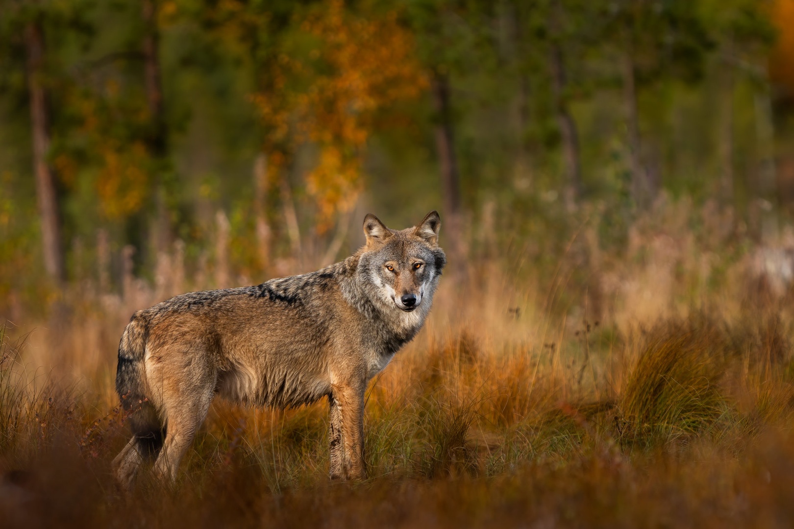 Volk (Canis lupus) by Danijel Turnšek