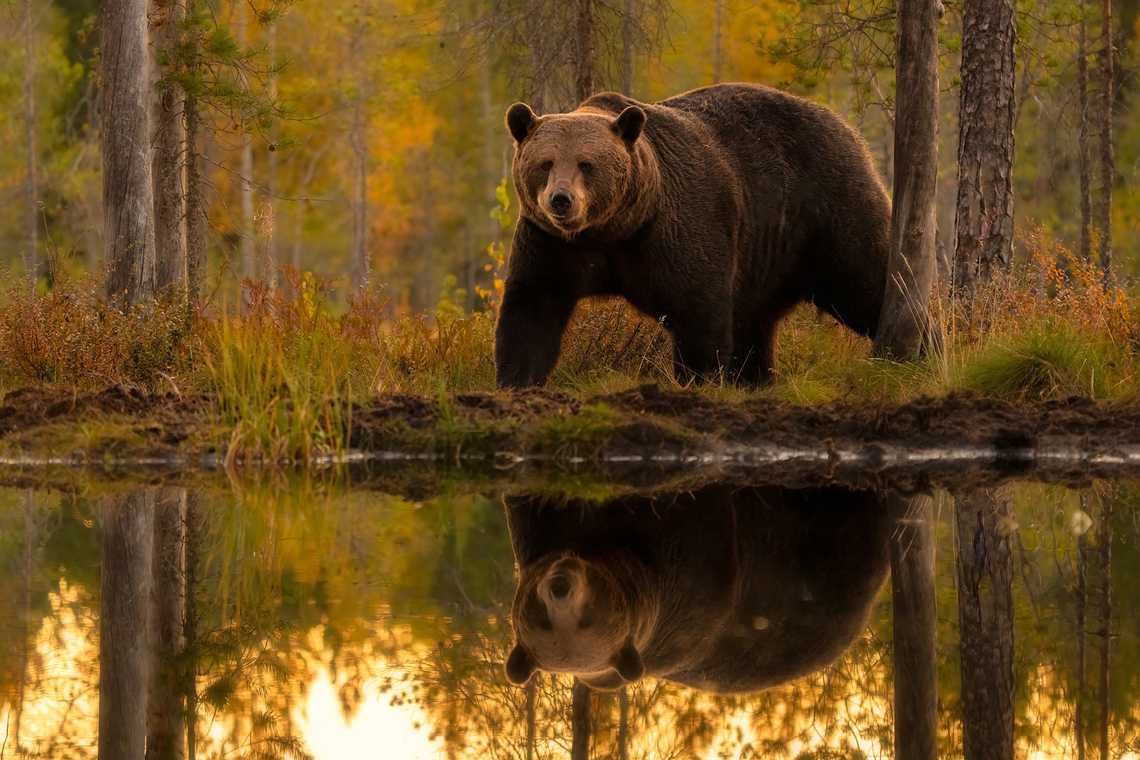Rjavi medved ( Ursus arctos) by Danijel Turnšek