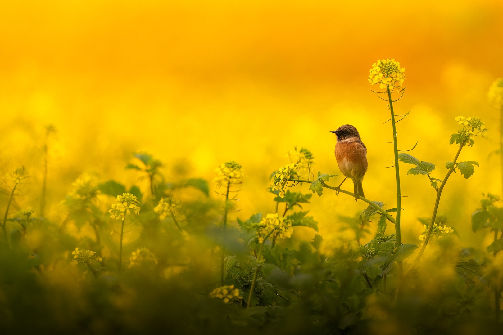 Prosnik (Saxicola rubicola) by Danijel Turnšek