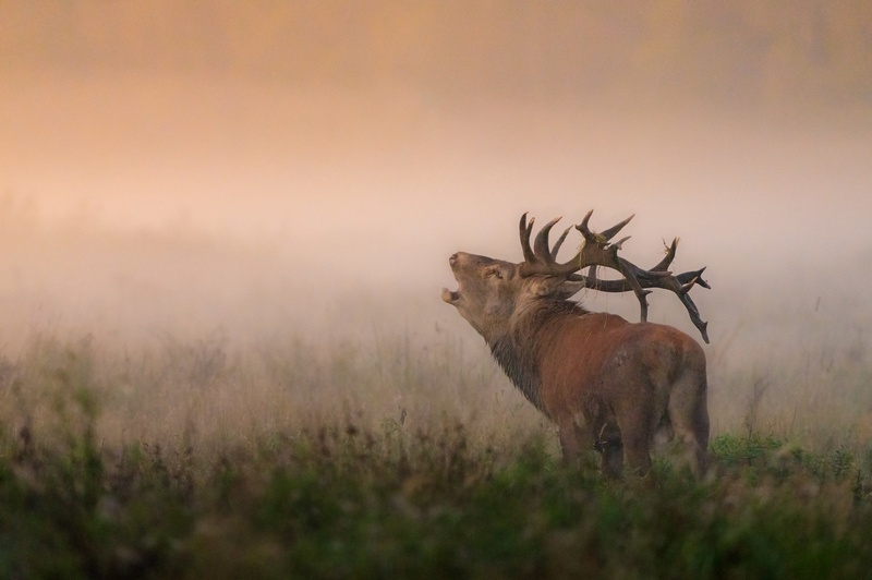 Navadni jelen (Cervus elaphus) by Danijel Turnšek