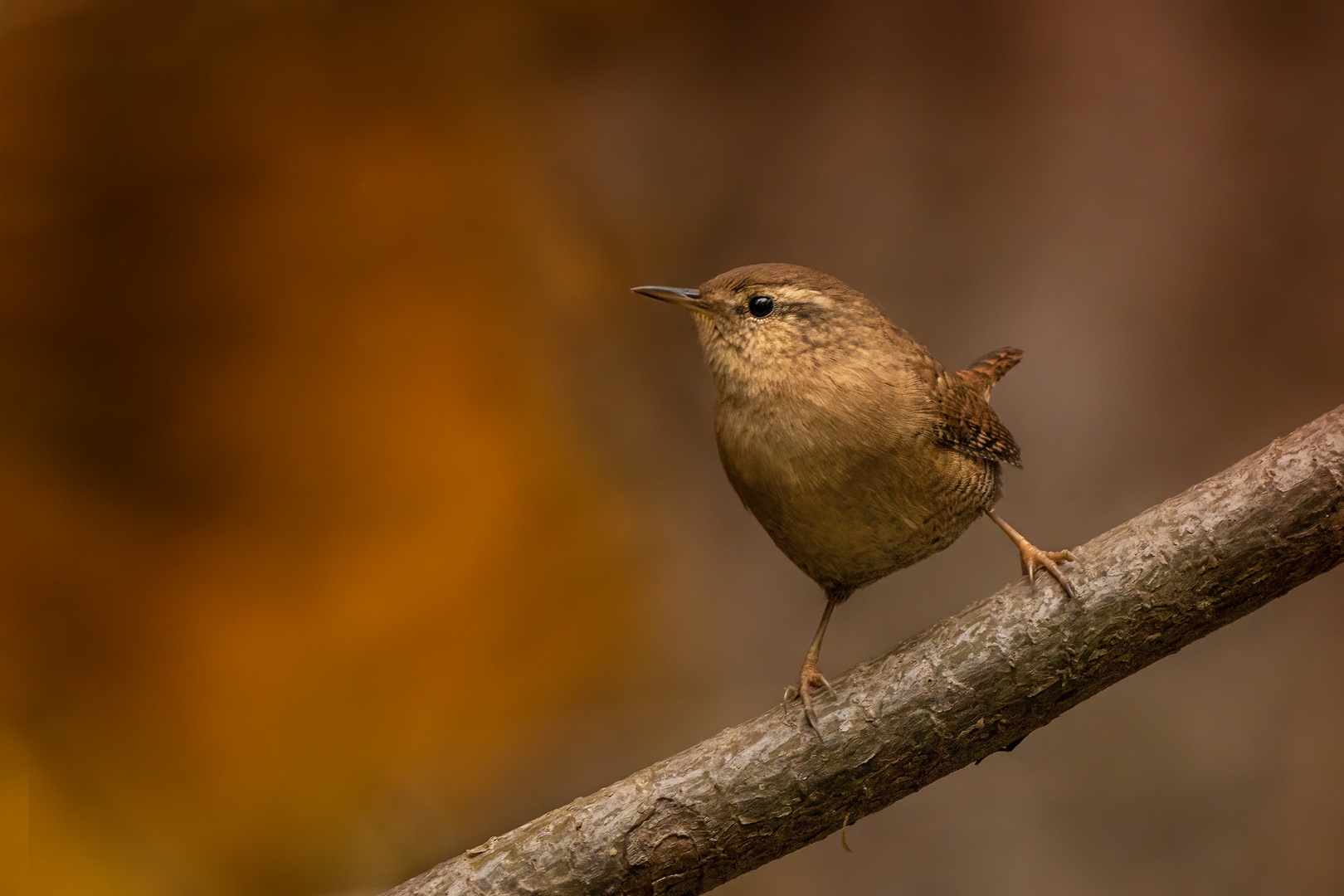 Stržek (Troglodytes troglodytes) by Danijel Turnšek
