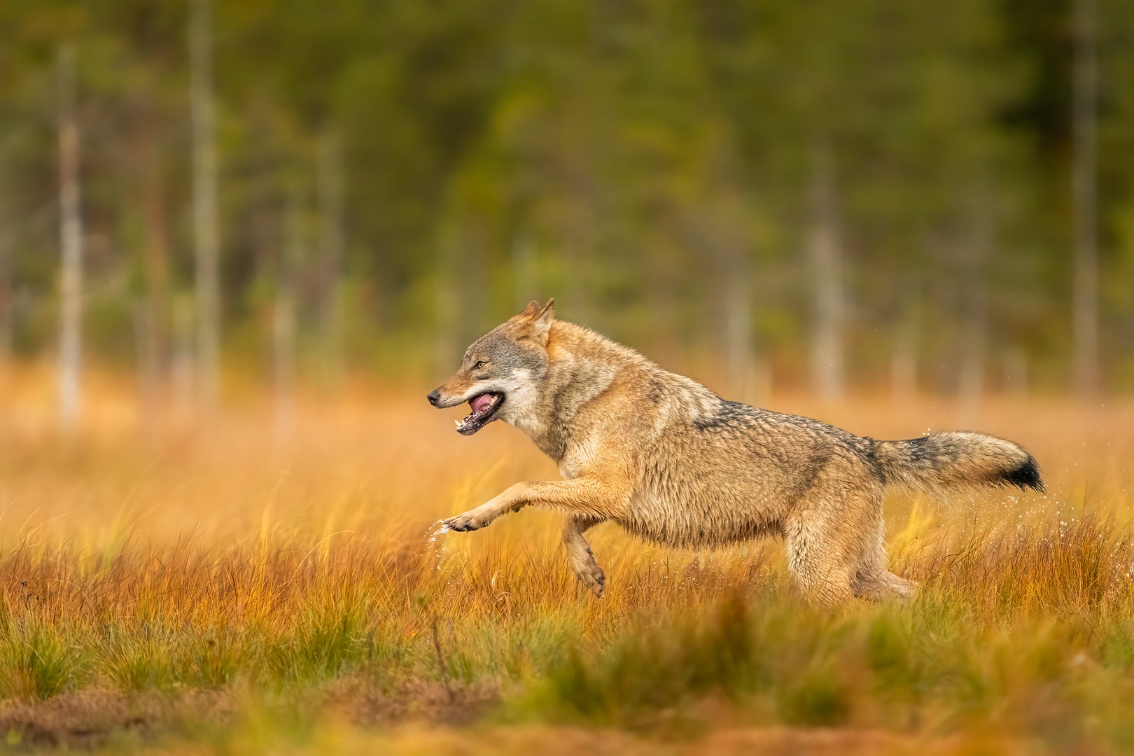 Volk (Canis lupus) by Danijel Turnšek