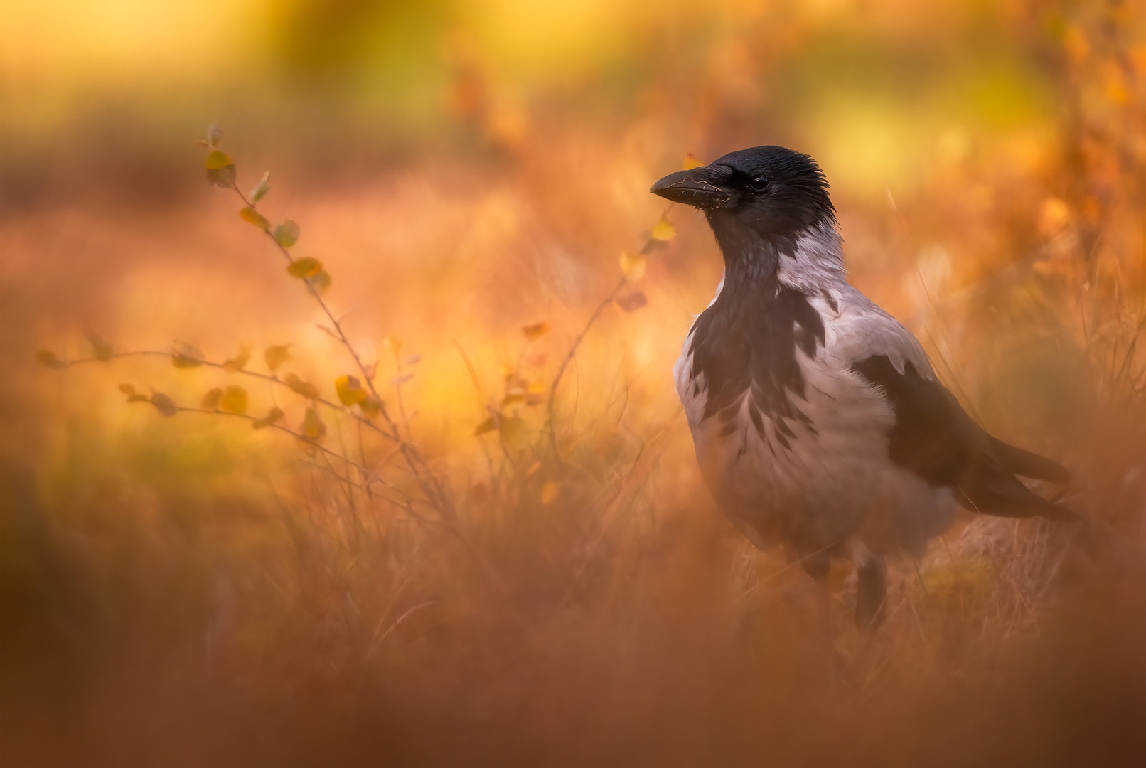 Siva vrana (Corvus cornix) by Danijel Turnšek