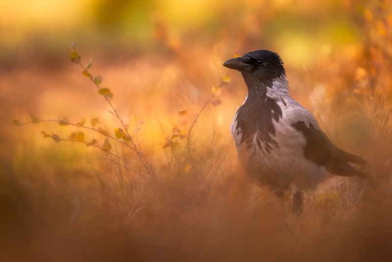 Siva vrana (Corvus cornix) by Danijel Turnšek