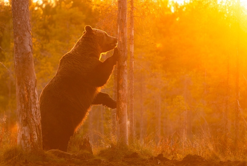 Rjavi medved (Ursus arctos) by Danijel Turnšek