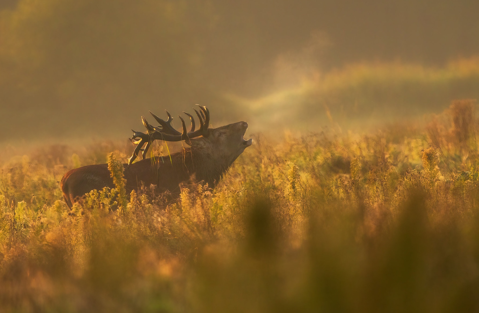 Navadni jelen (Cervus elaphus) by Danijel Turnšek