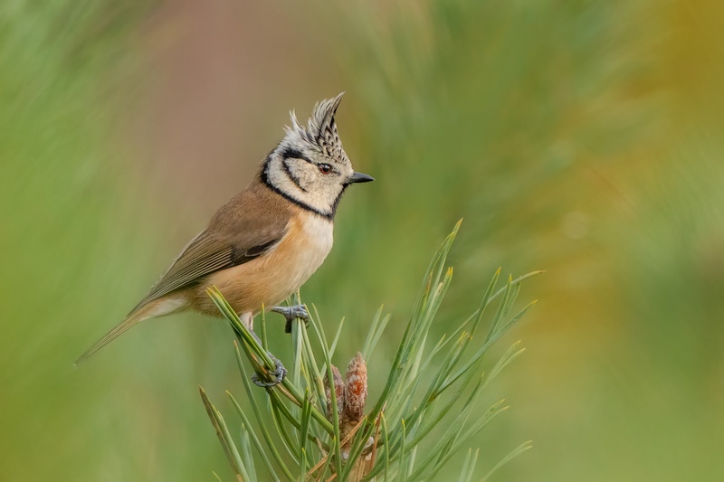 Čopasta sinica (Lophophanes cristatus) by Danijel Turnšek