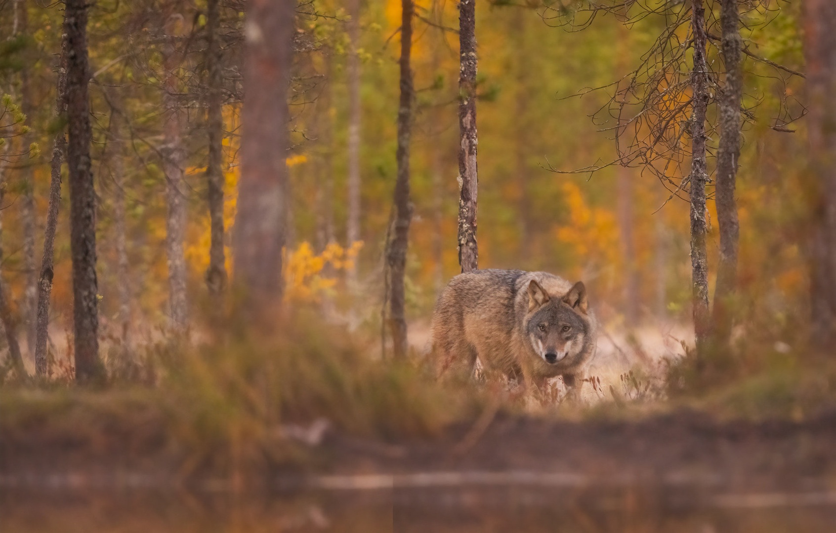 Sivi volk (Canis lupus) by Danijel Turnšek