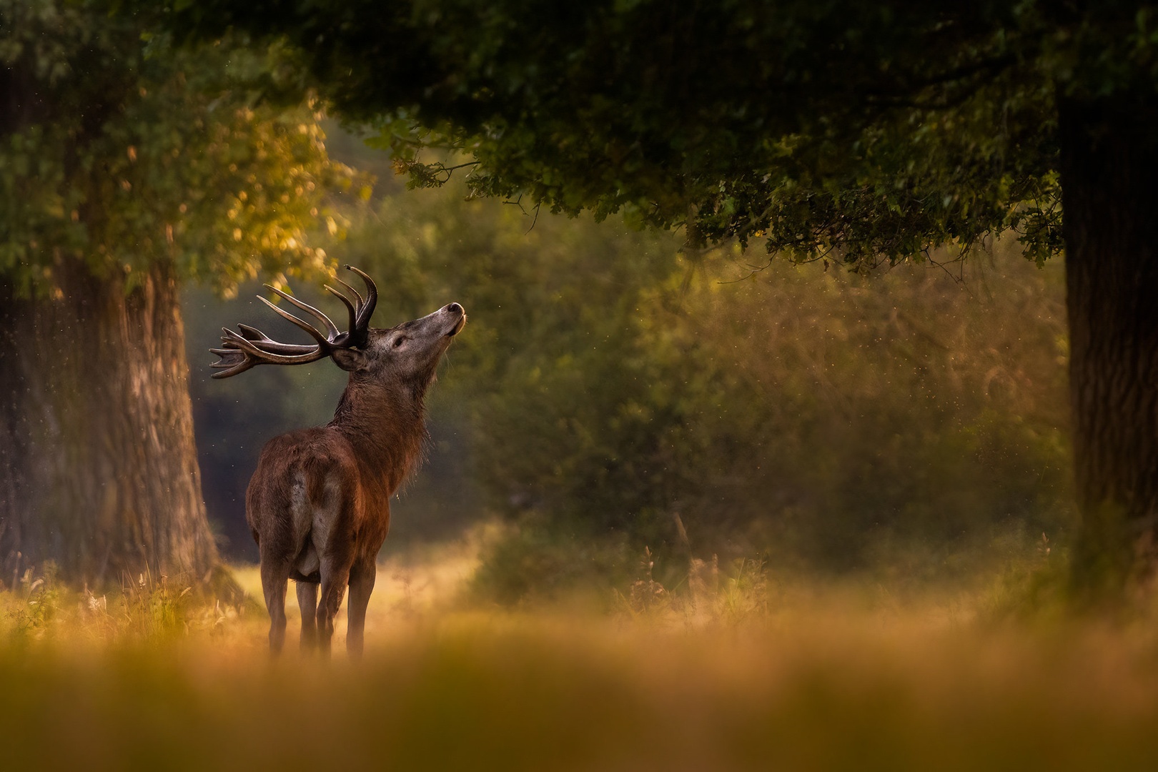 Navadni jelen (Cervus elaphus) by Danijel Turnšek