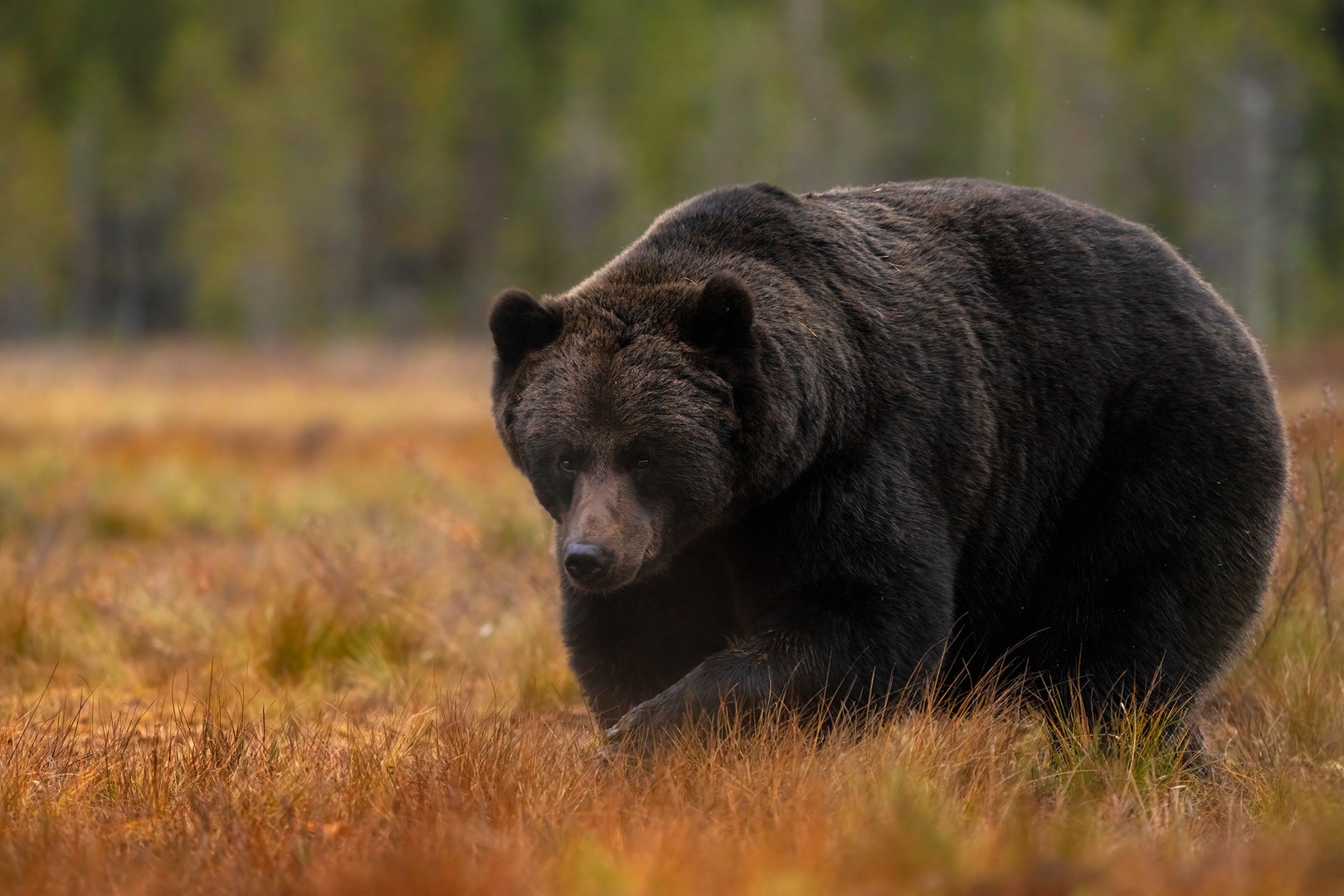 Rjavi medved (Ursus arctos) by Danijel Turnšek