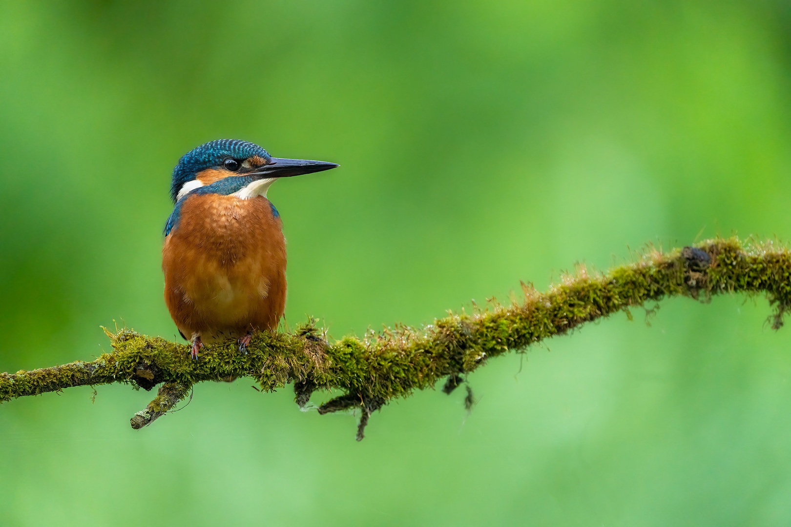 Vodomec (Alcedo atthis) by Danijel Turnšek