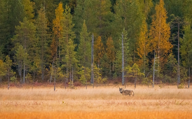 Sivi volk (Canis lupus) by Danijel Turnšek