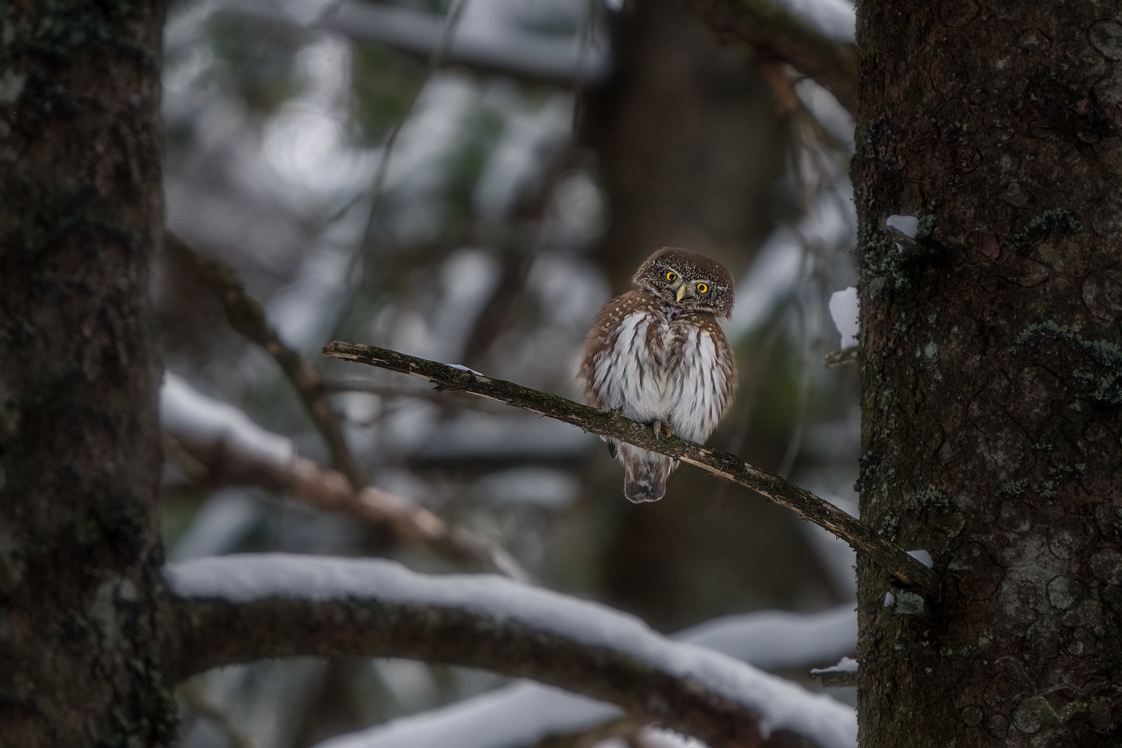 Mali skovik ( Glaucidium passerinum) by Danijel Turnšek