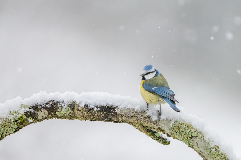 Plavček (Cyanistes caeruleus) by Danijel Turnšek