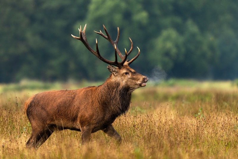 Navadni jelen (Cervus elaphus) by Danijel Turnšek