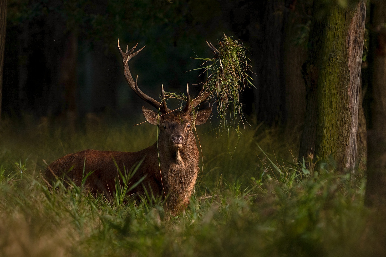 Navadni jelen (Cervus elaphus) by Danijel Turnšek