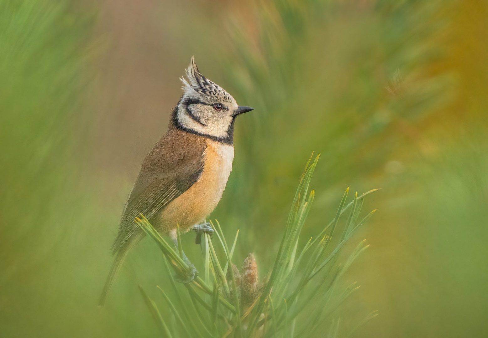 Čopasta sinica (Lophophanes cristatus) by Danijel Turnšek