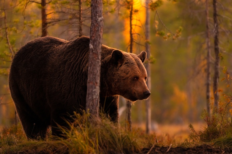 Rjavi medved (Ursus arctos) by Danijel Turnšek