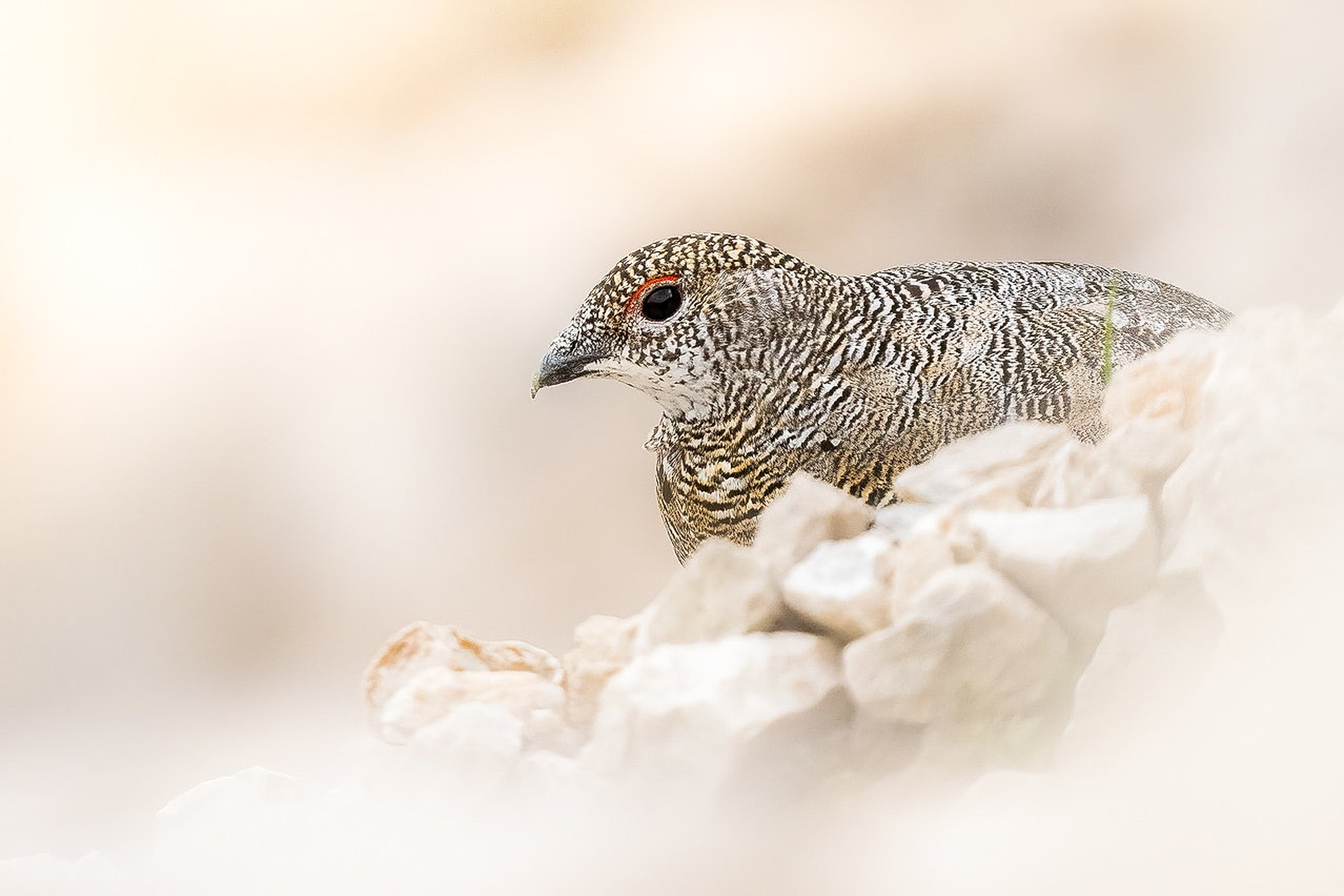 Belka (Lagopus muta) by Danijel Turnšek