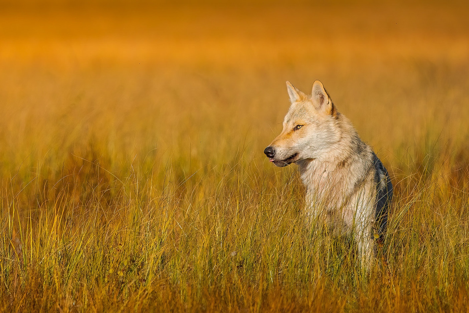 Sivi volk (Canis lupus) by Danijel Turnšek