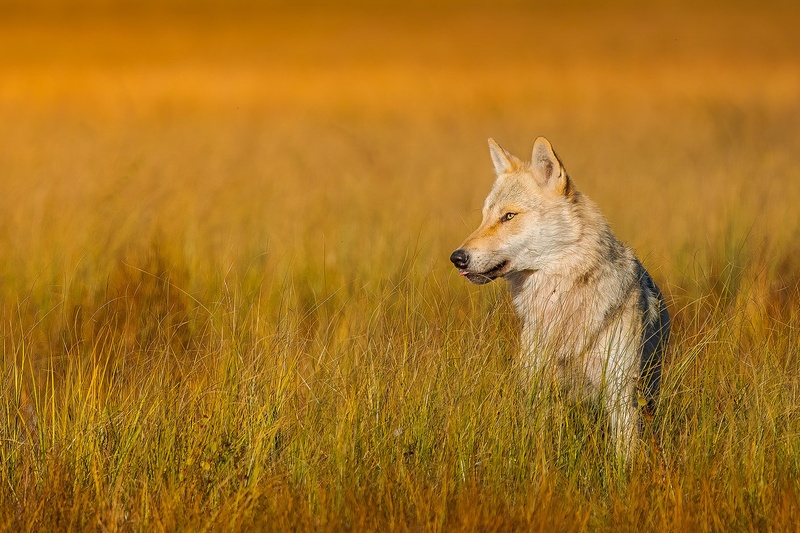 Sivi volk (Canis lupus) by Danijel Turnšek