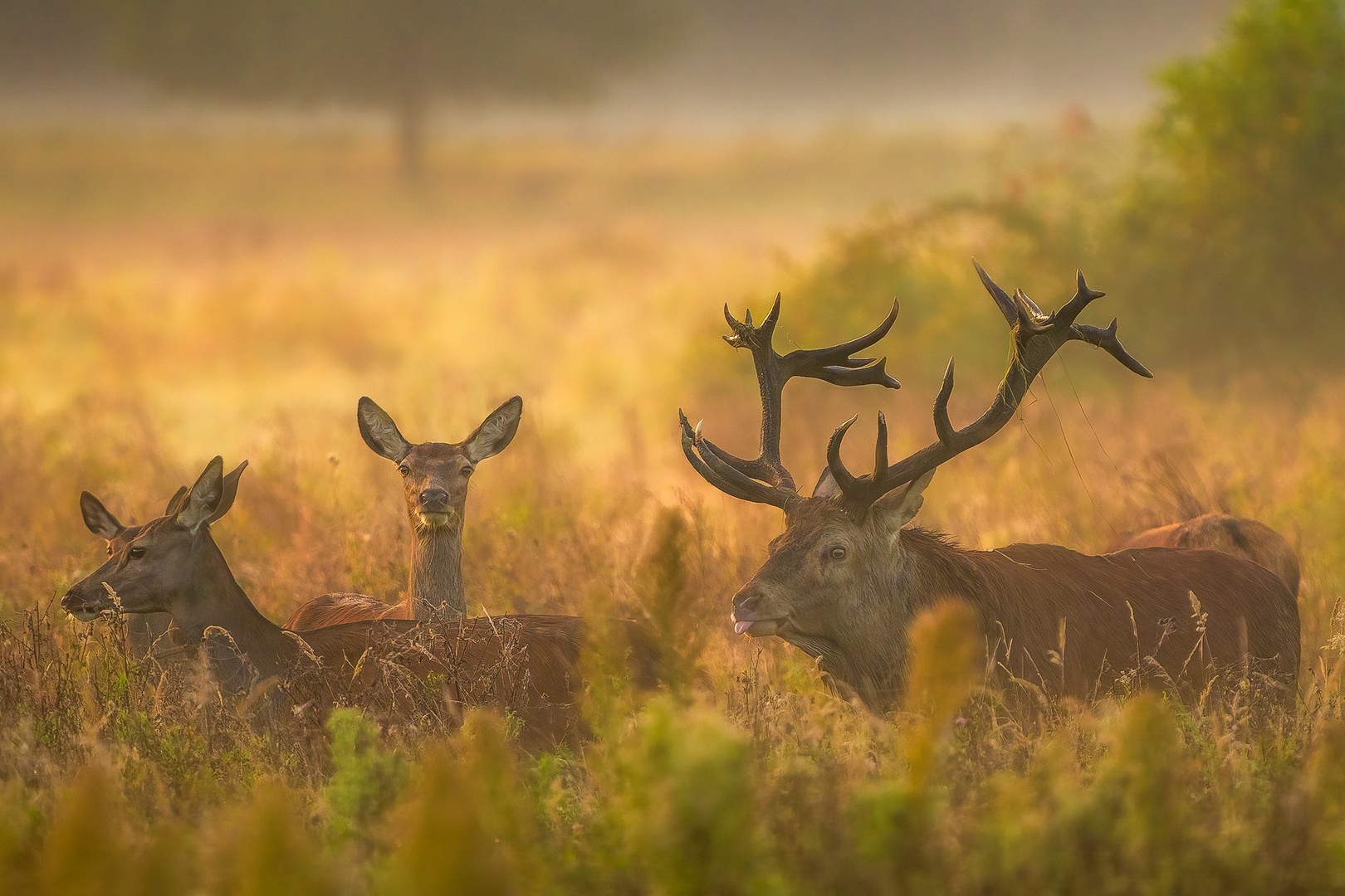Navadni jelen (Cervus elaphus) by Danijel Turnšek