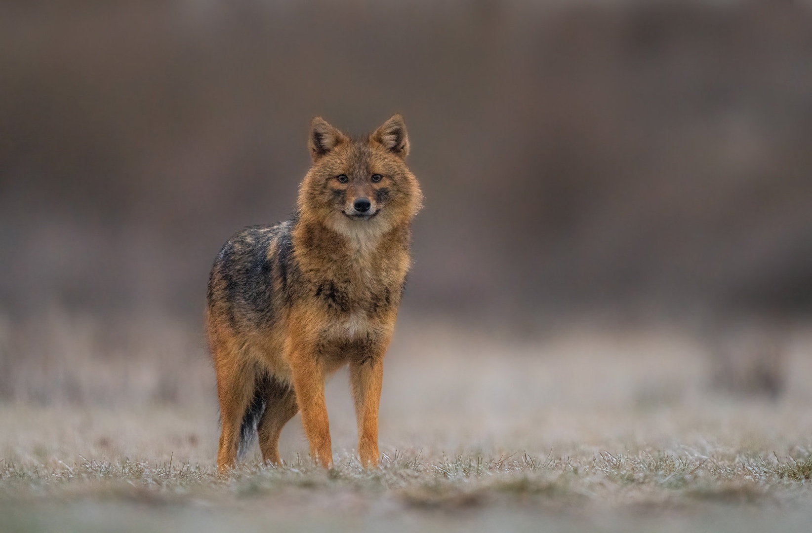 Šakal (Canis aureus) by Danijel Turnšek