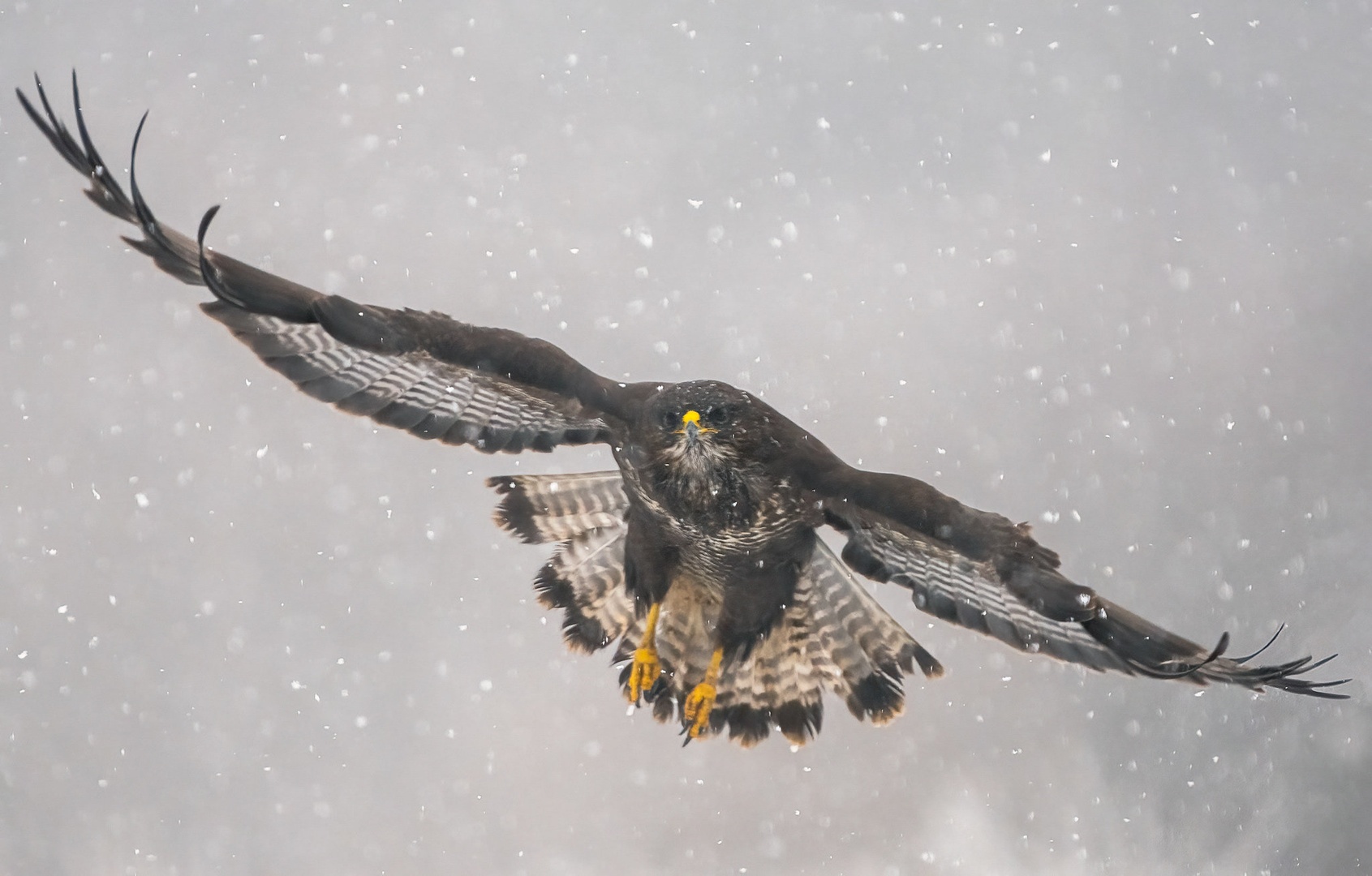 Kanja (Buteo buteo) by Danijel Turnšek