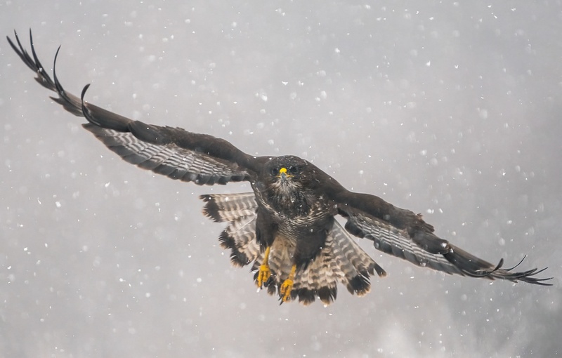 Kanja (Buteo buteo) by Danijel Turnšek