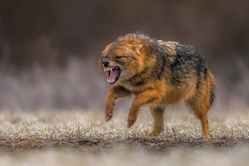 Šakal (Canis aureus) by Danijel Turnšek