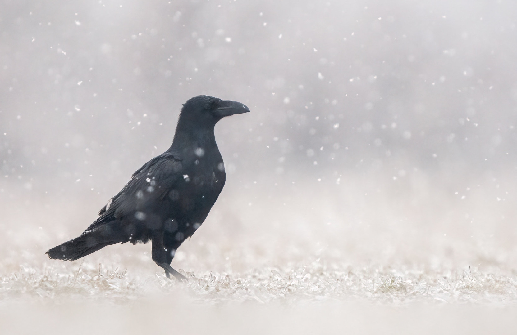 Krokar (Corvus corax) by Danijel Turnšek