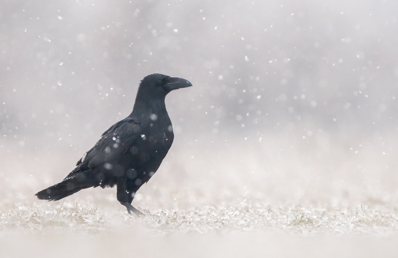 Krokar (Corvus corax) by Danijel Turnšek