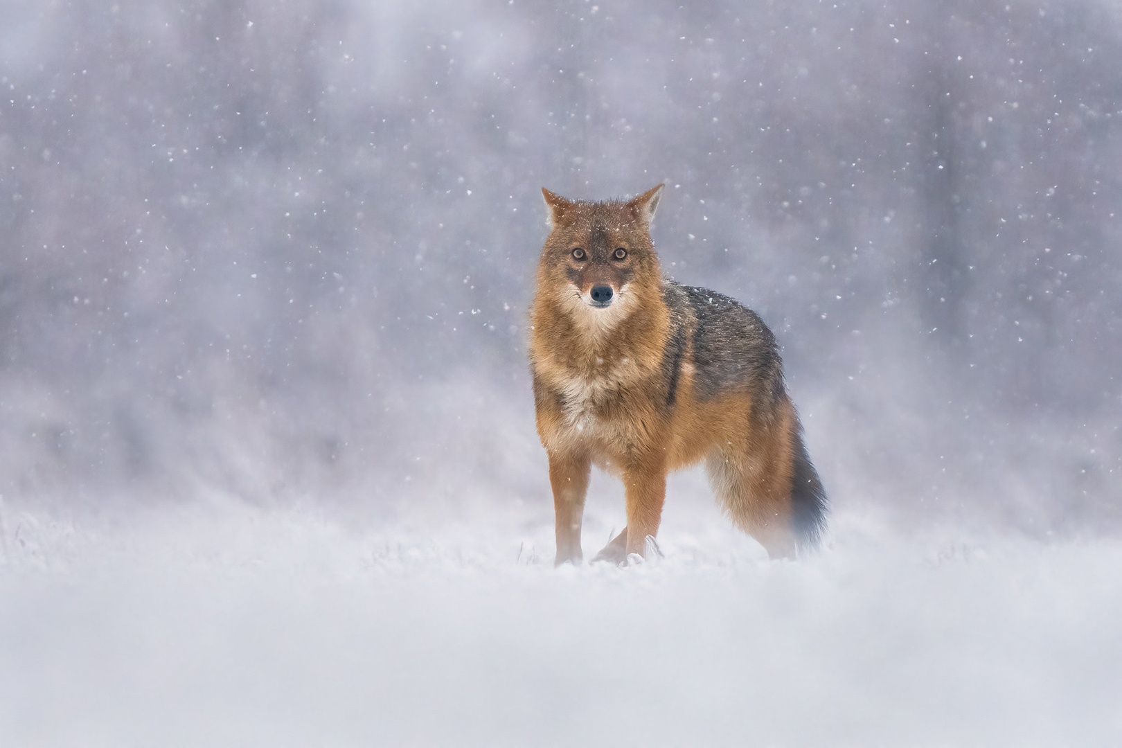 Šakal (Canis aureus) by Danijel Turnšek