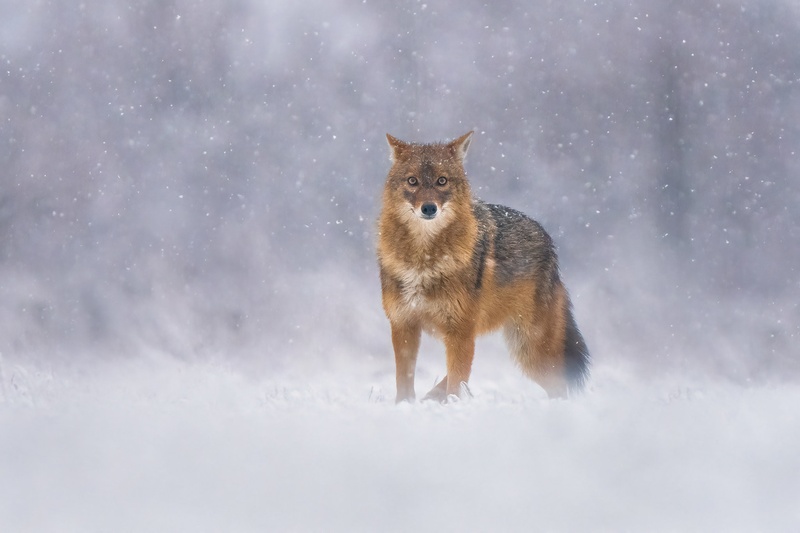 Šakal (Canis aureus) by Danijel Turnšek