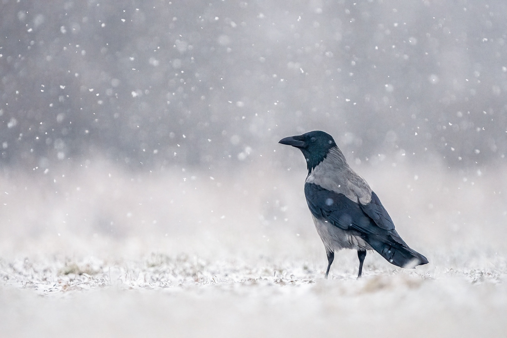 Siva vrana (Corvus cornix) by Danijel Turnšek