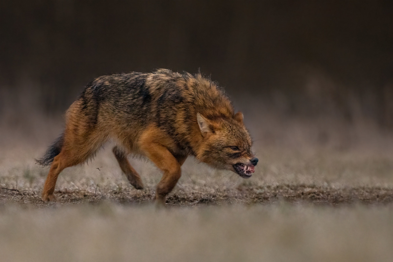 Šakal (Canis aureus) by Danijel Turnšek