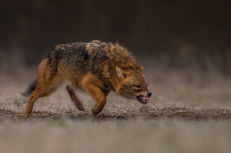 Šakal (Canis aureus) by Danijel Turnšek