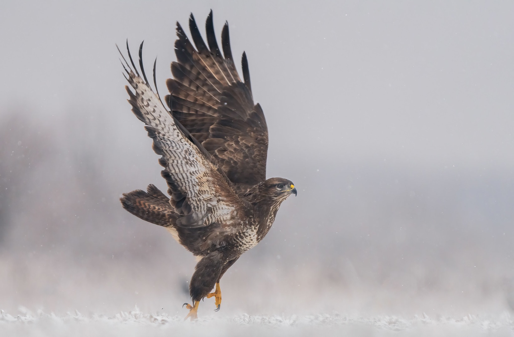 Kanja ( Buteo buteo) by Danijel Turnšek