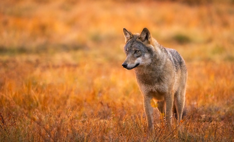 Sivi volk (Canis lupus) by Danijel Turnšek